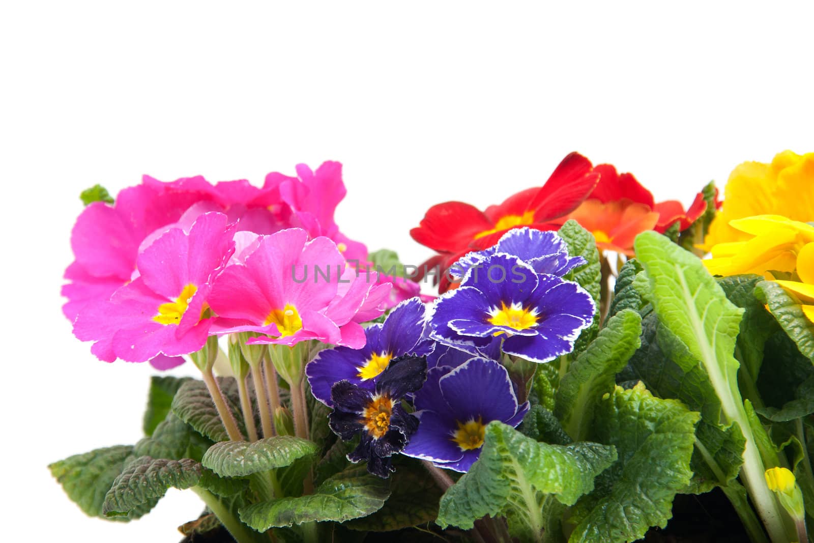 primula flowers in closeup over white background