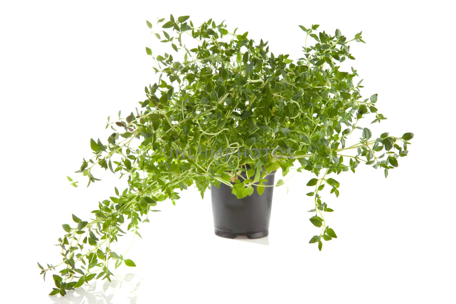 fresh thyme herb in pot over white background