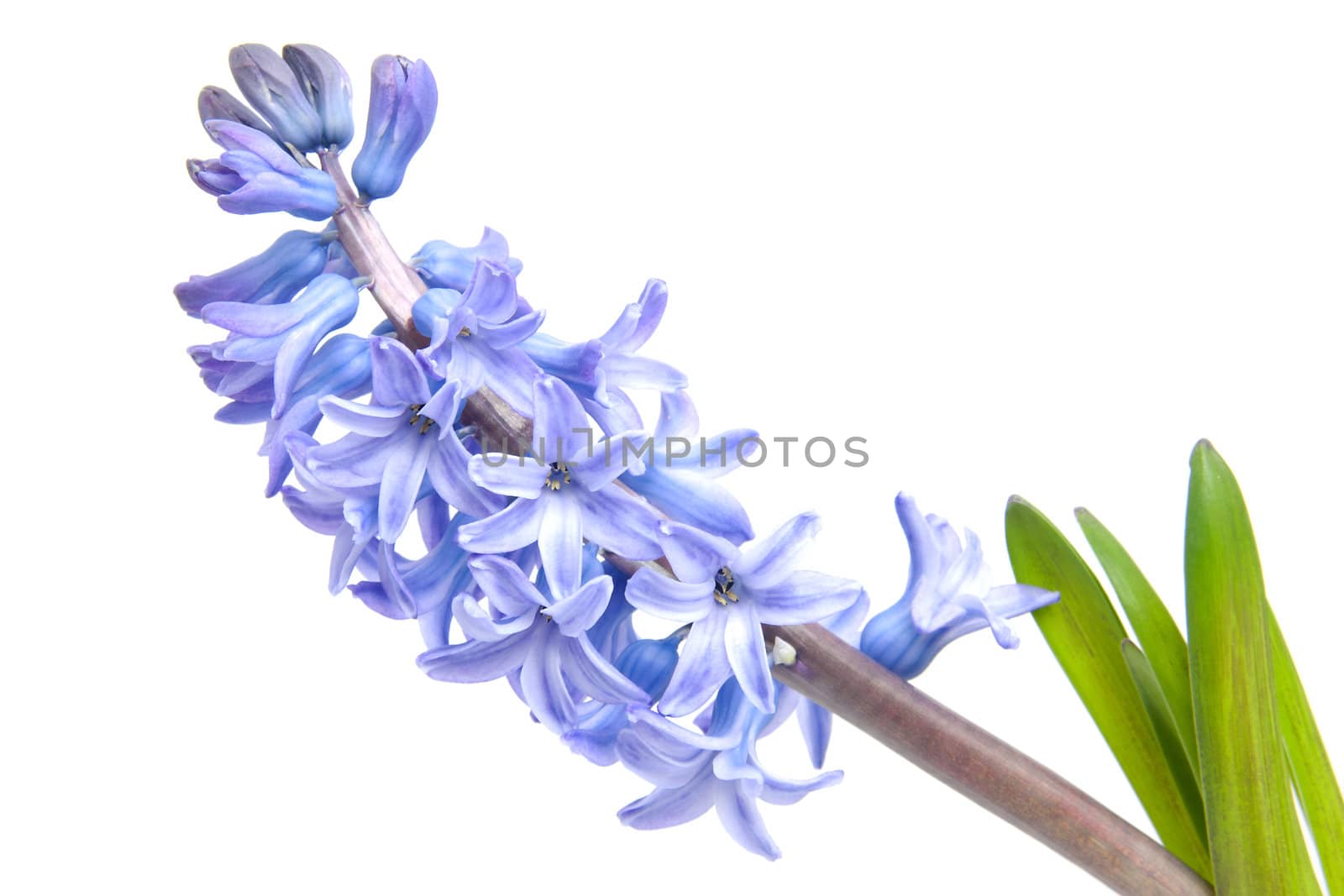 purple hyacinth flower isolated on white background