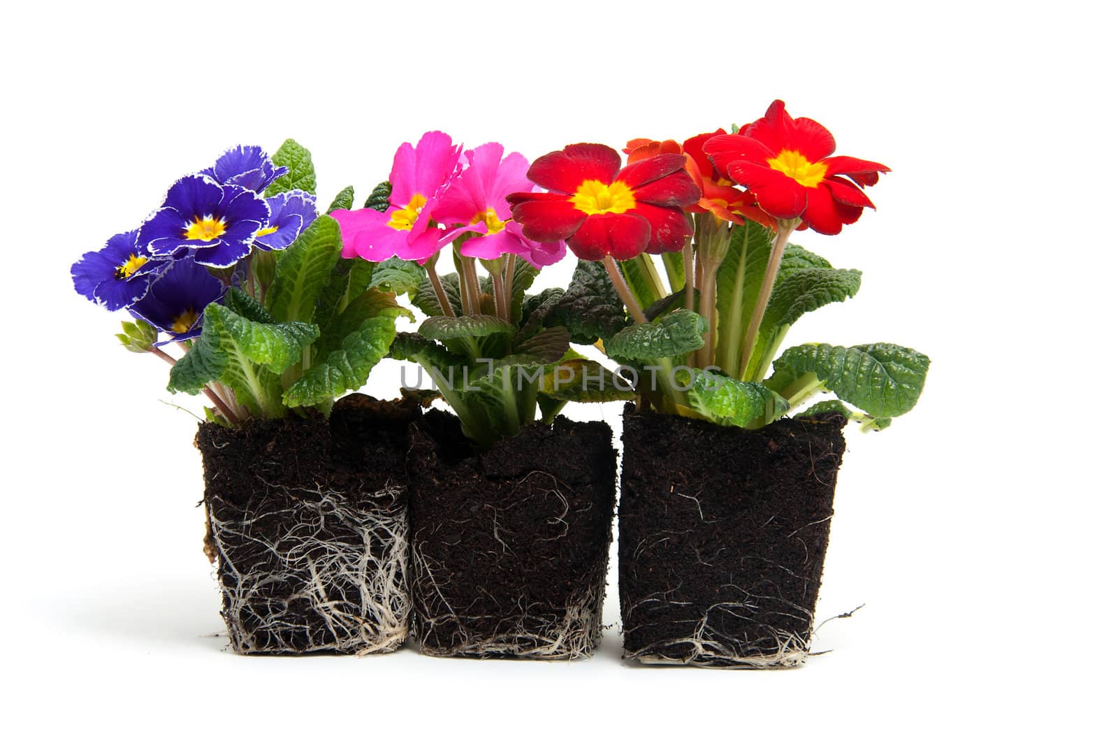 colorful primula flowers in garden soil over white background
