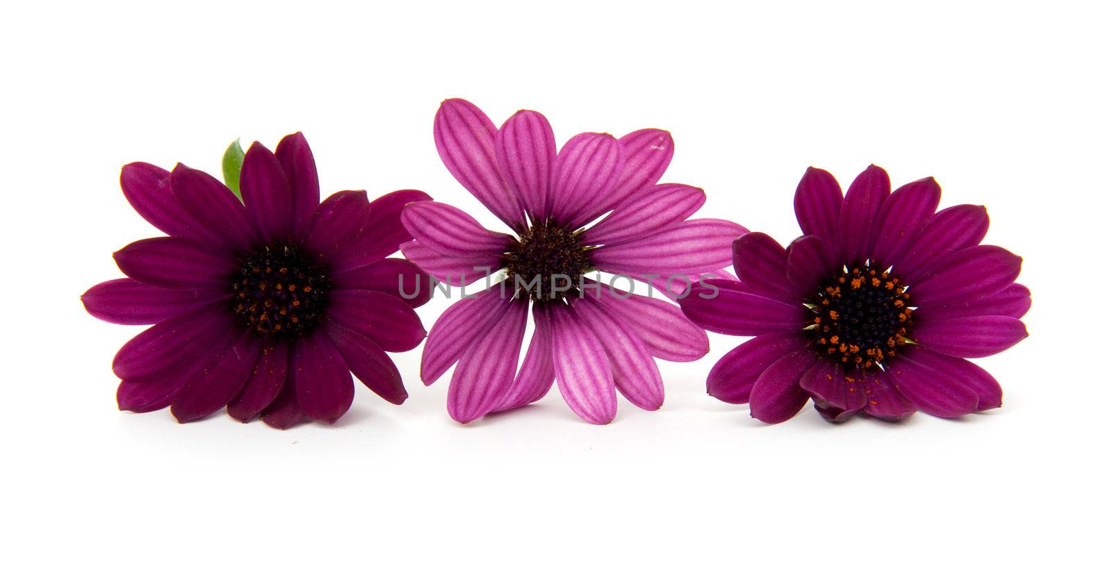 Three purple daisy flowers isolated on white background