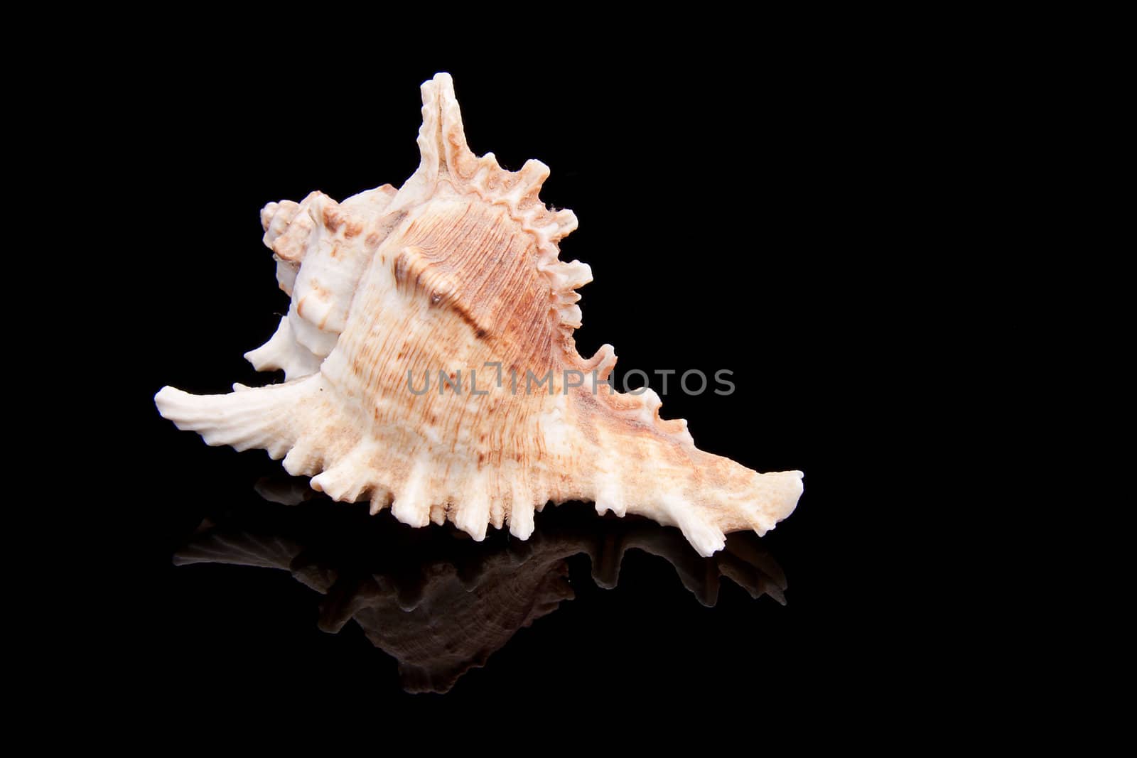 beautiful sea shell isolated on black background