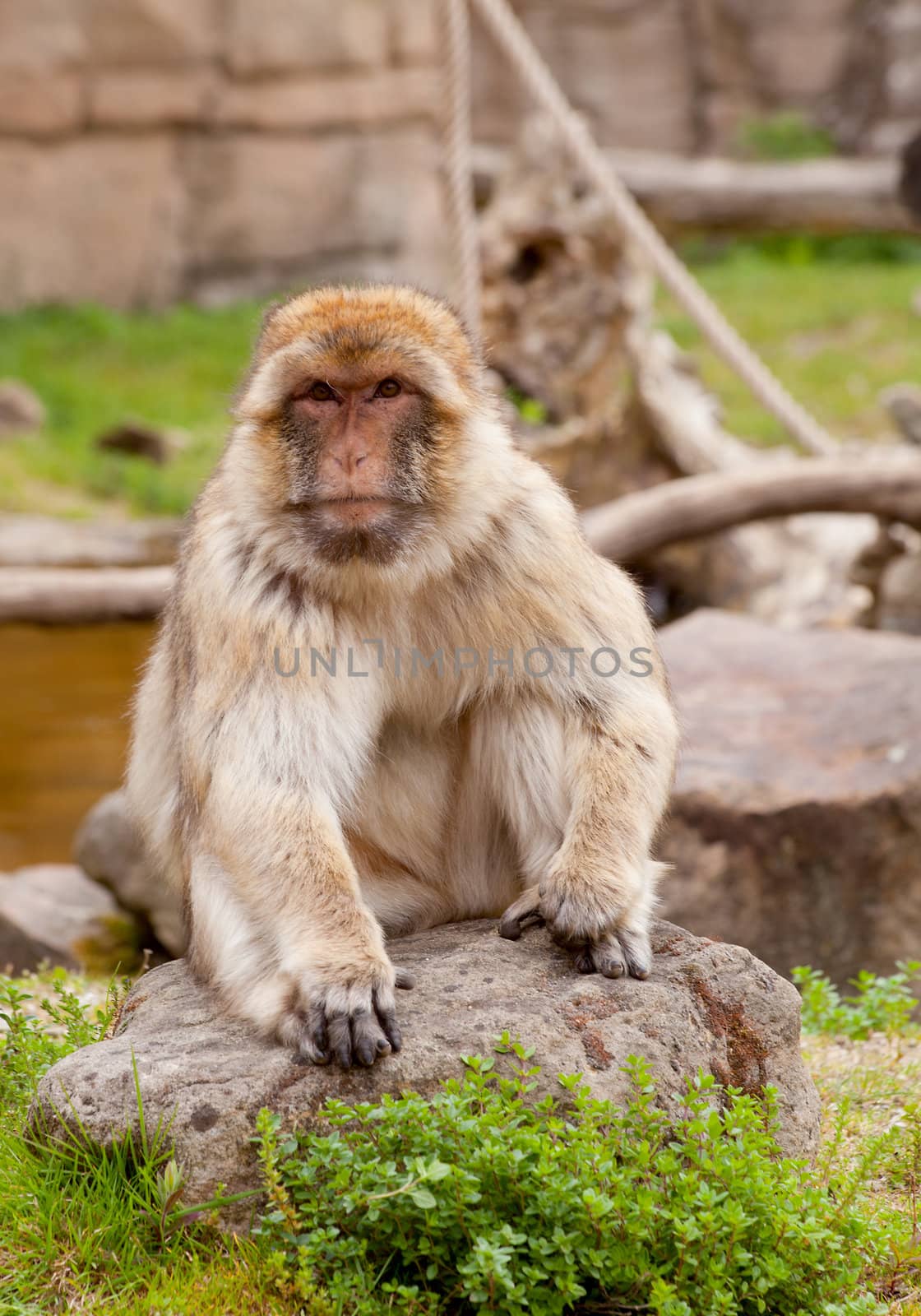 portrait of Barbary ape in nature