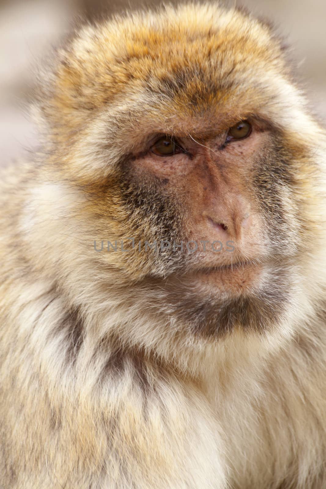 portrait of Barbary ape in closeup