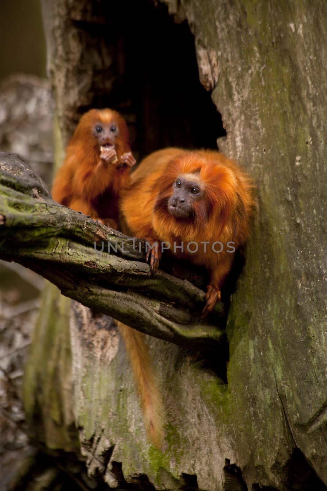 Golden Lion Tamarin monkeys in tree
