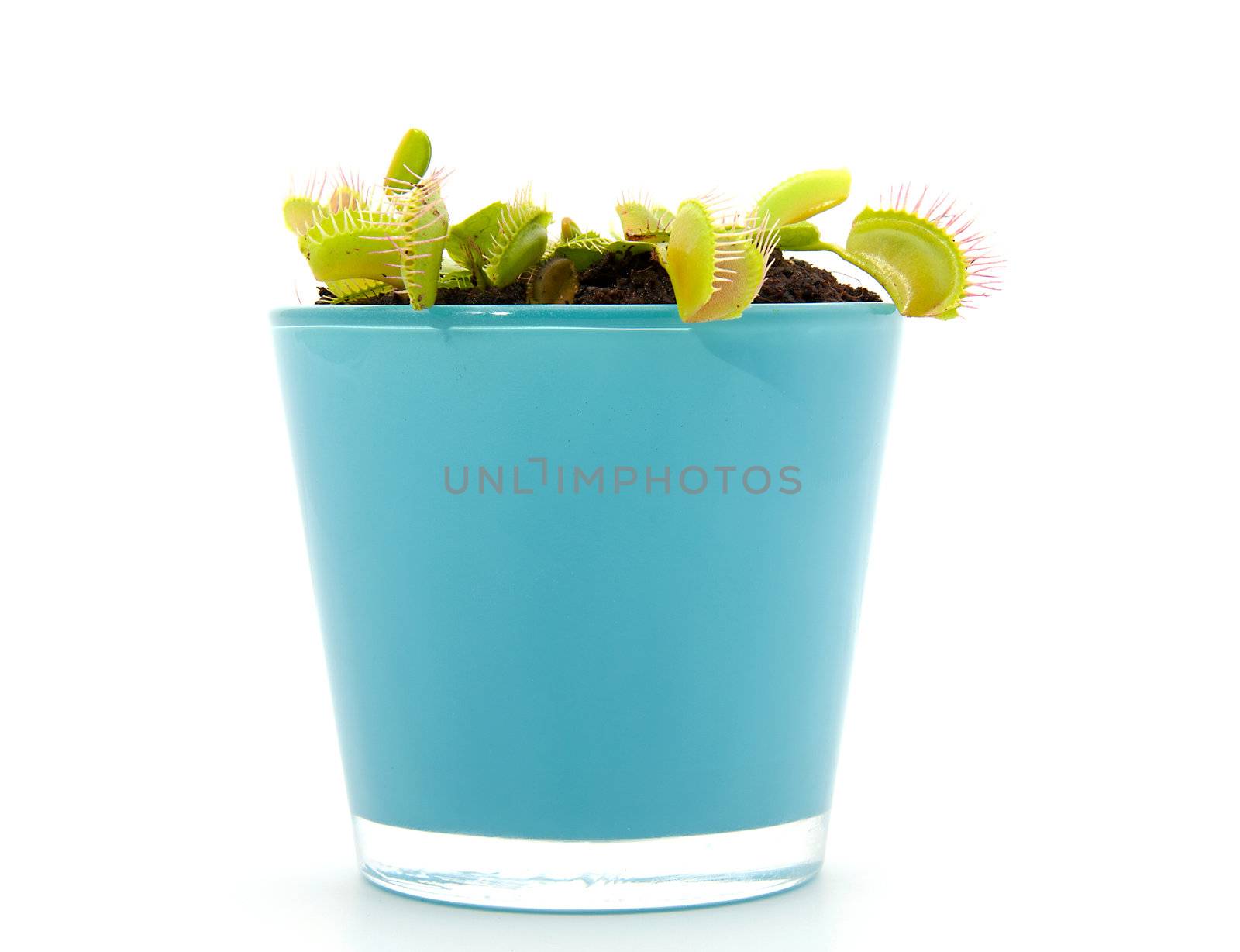 Blue pot with Dionaea, flytrap, isolated on white background