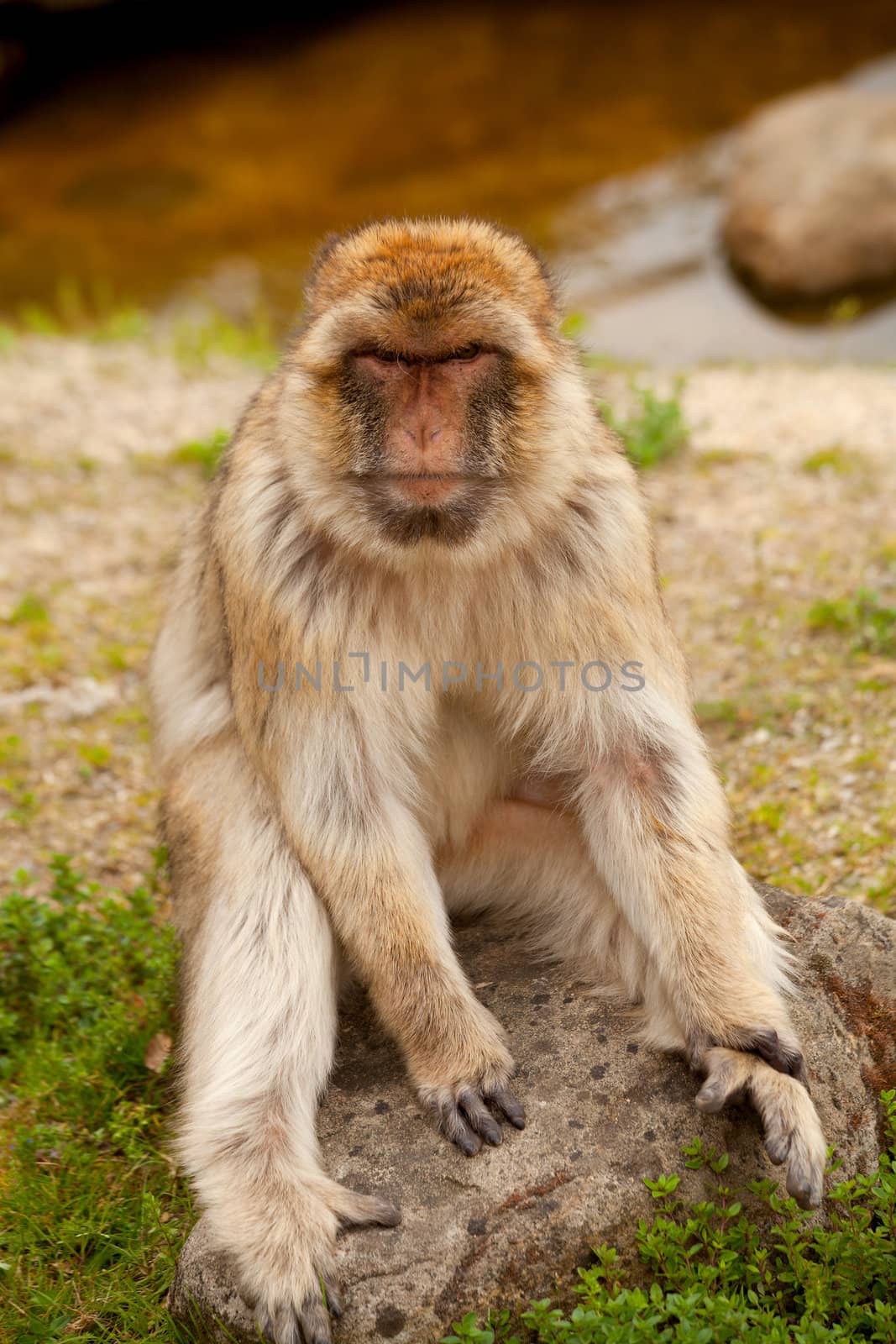 portrait of Barbary ape in closeup