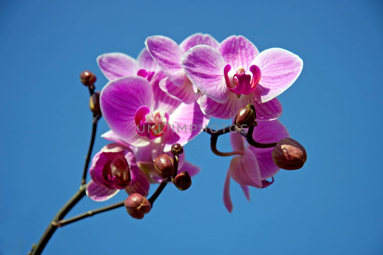 Pink orchid in closeup against blue sky