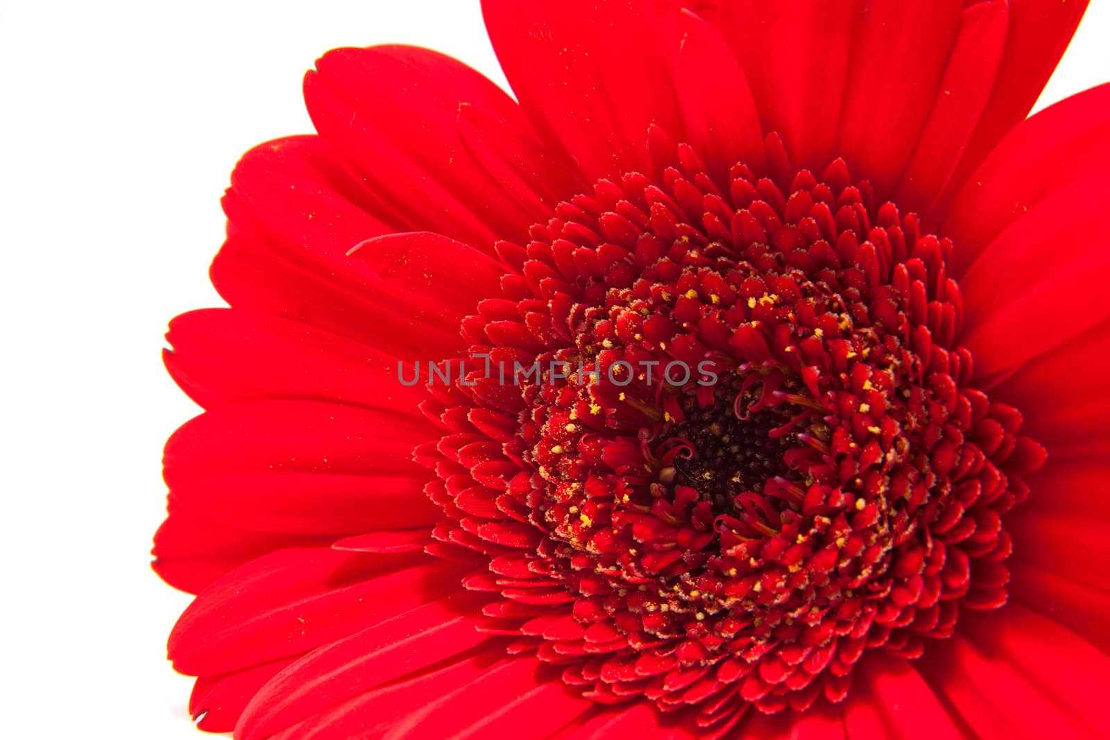 red Gerber flower in closeup over white background