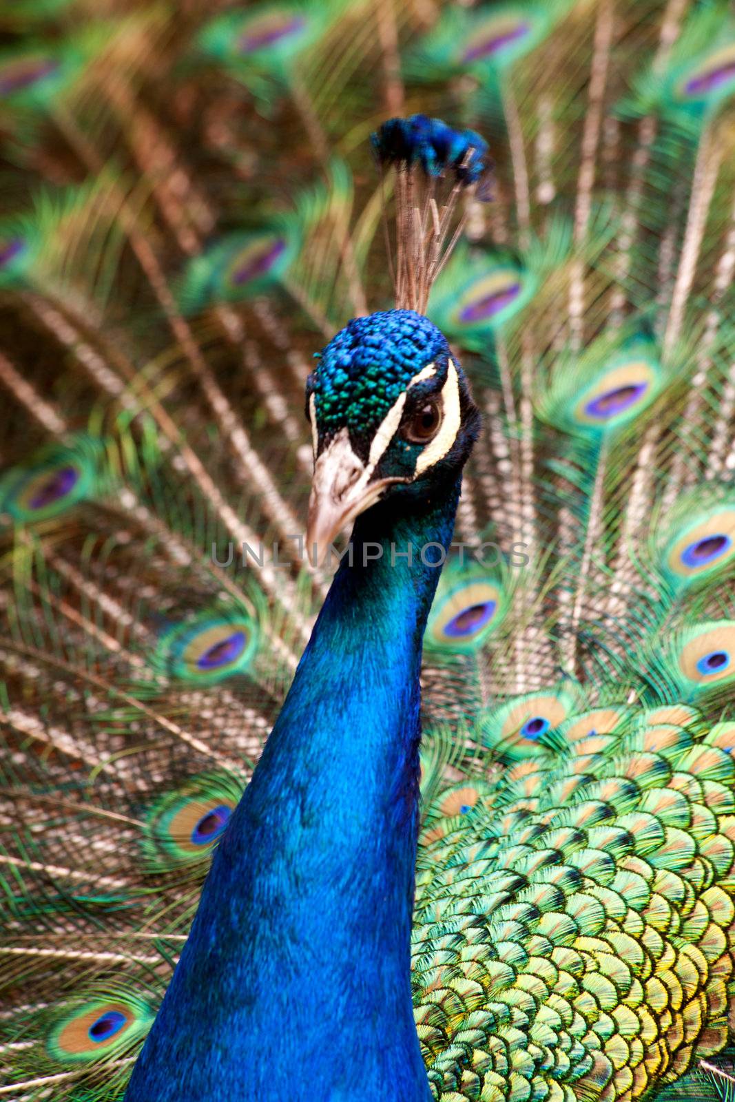 portrait of male peacock bird in closeup