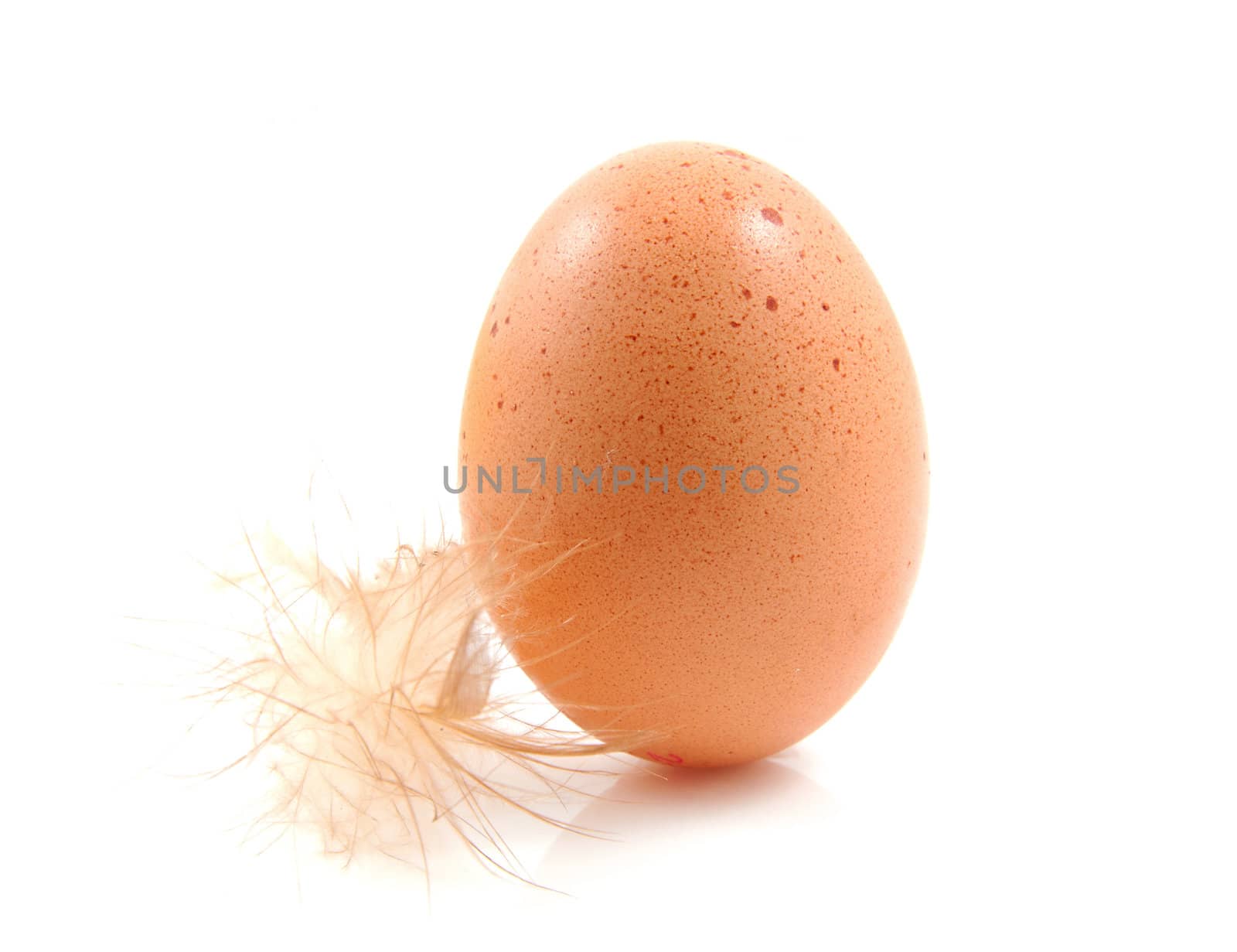 One brown chicken egg with feather duvet over white background