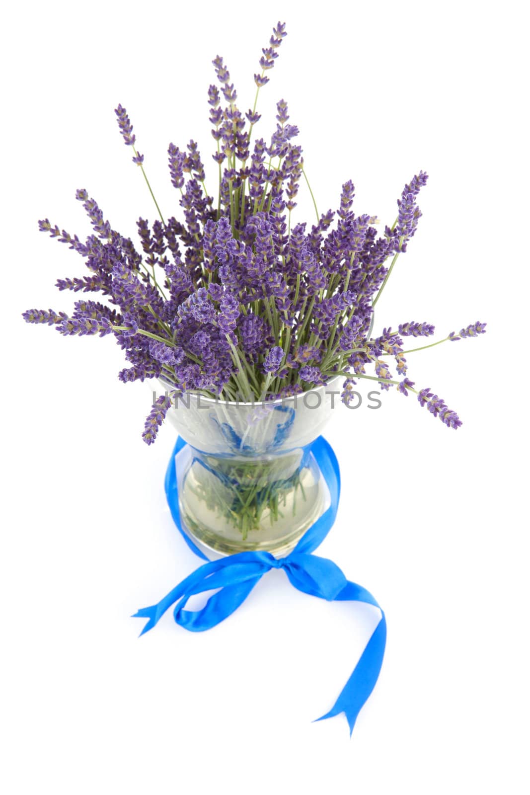 plucked bouquet of lavender in vase with blue ribbon over white background