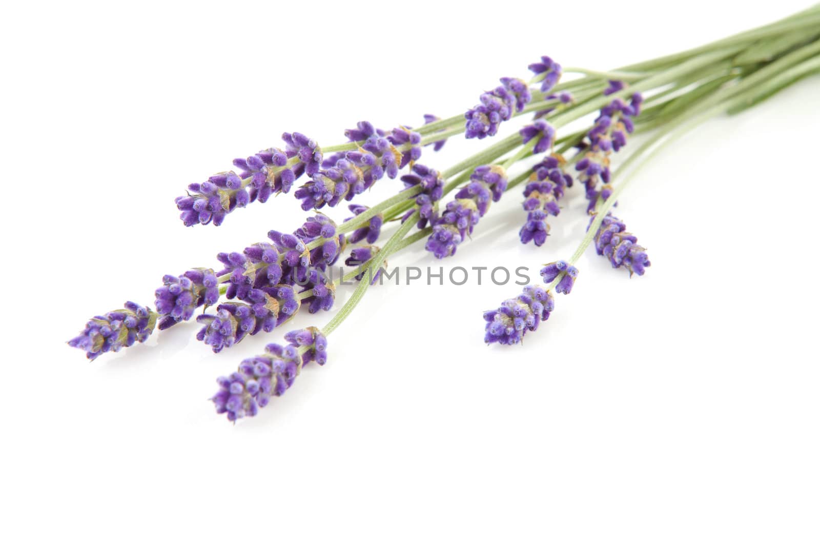 some twigs plucked lavender over white background