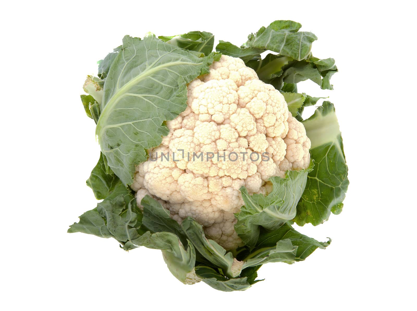 fresh Dutch cauliflower isolated on white background