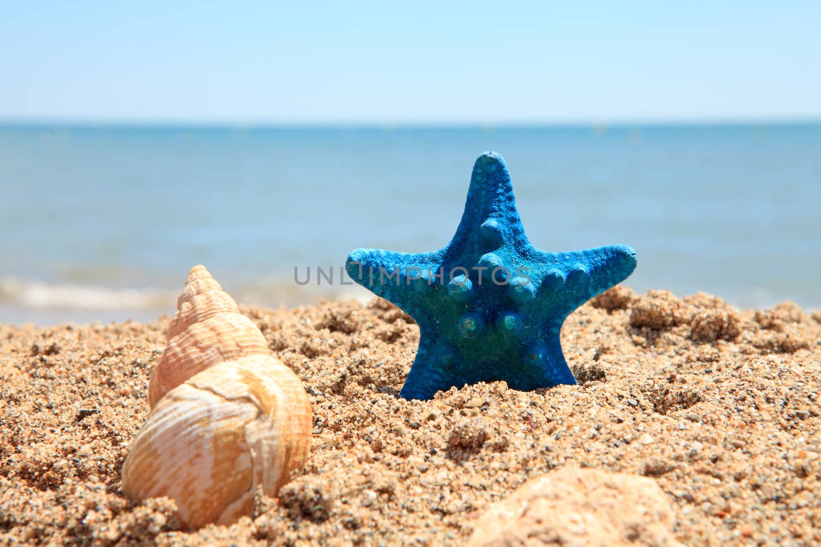blue starfish and shell on the beach near the ocean on sunny day