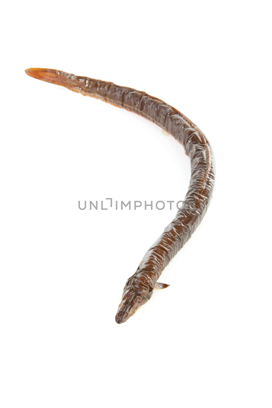 one smoked eel isolated on white background