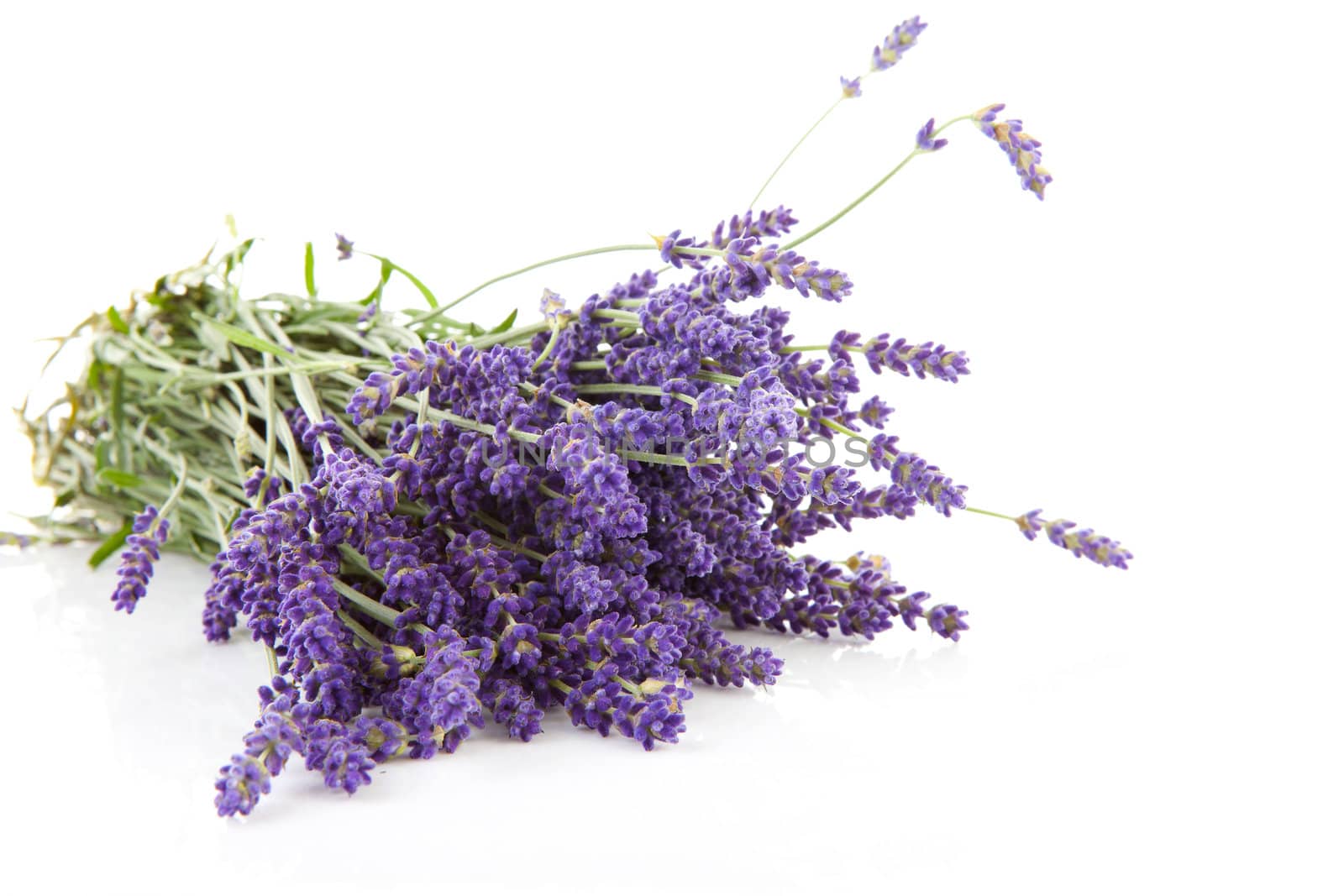 bouquet of plucked lavender isolated on white background