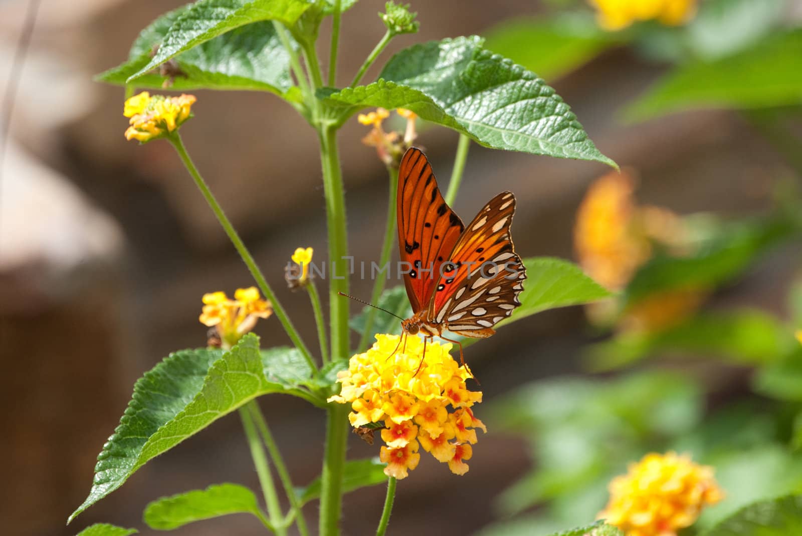 Beautiful monarch butterfly on yellow lantana.