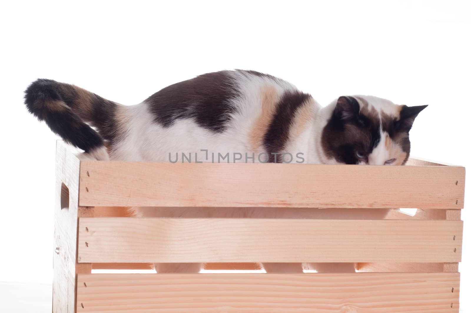 White cat with blue eyes ducking down in a crate ; isolated white background.
