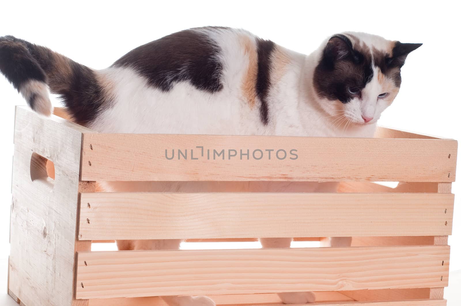 White cat inside a wooden crate standing up and looking down.  Isolated white background.