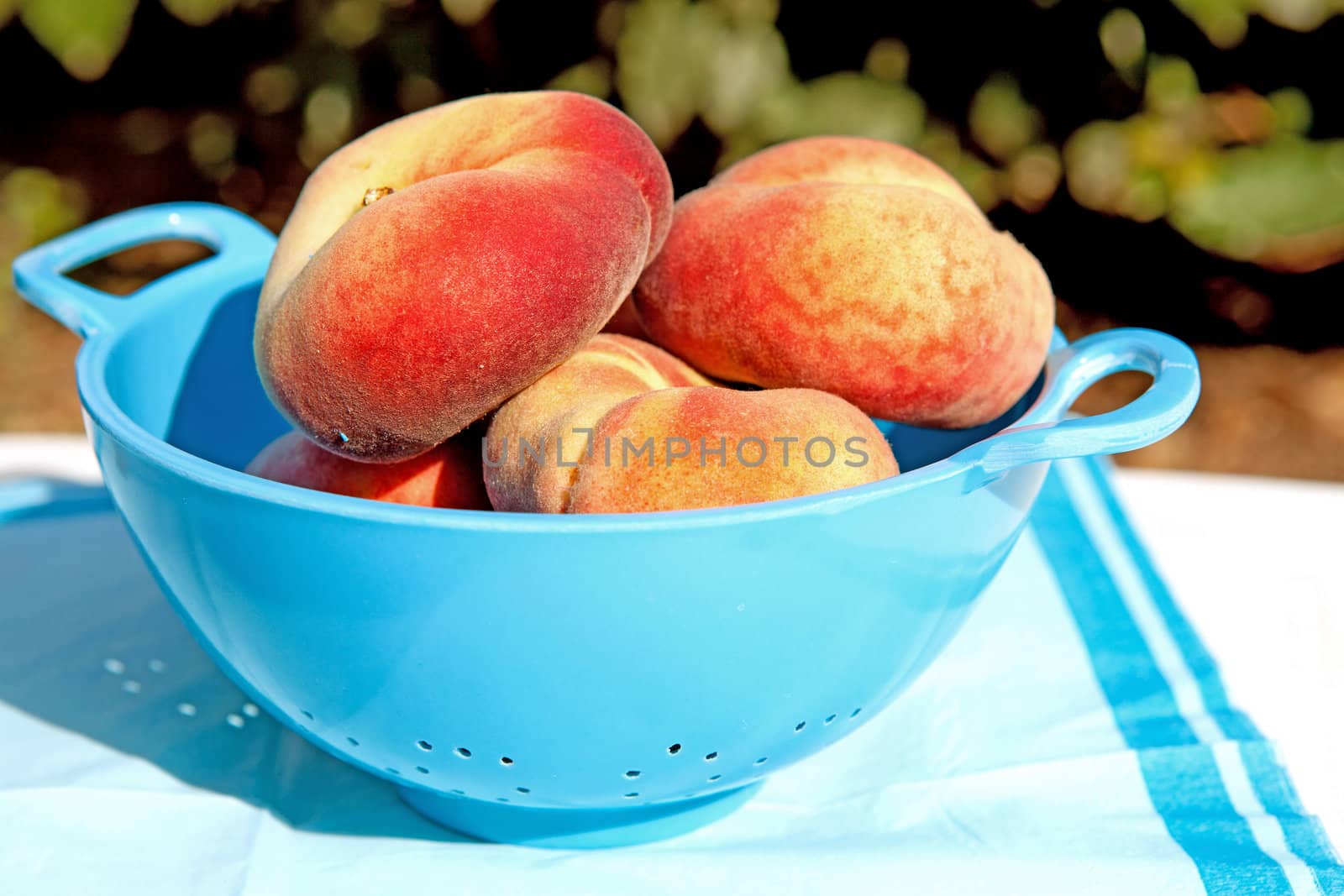fresh peaches in blue colander standing in sunshine