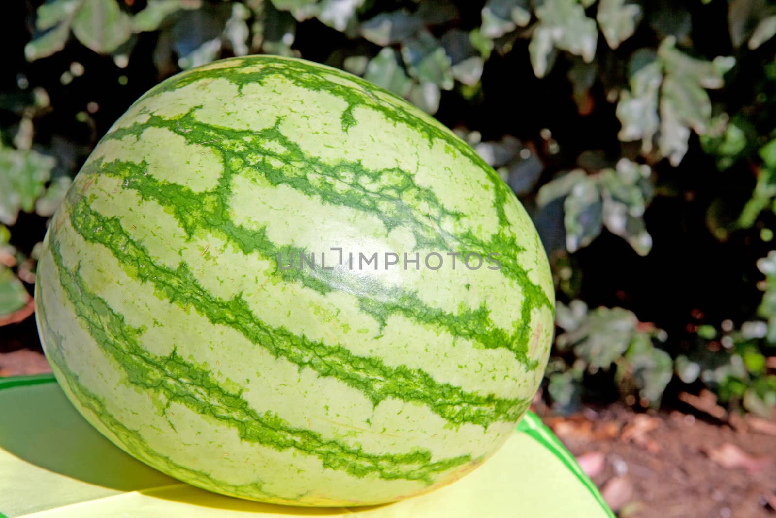 fresh water melon outside in the sunshine