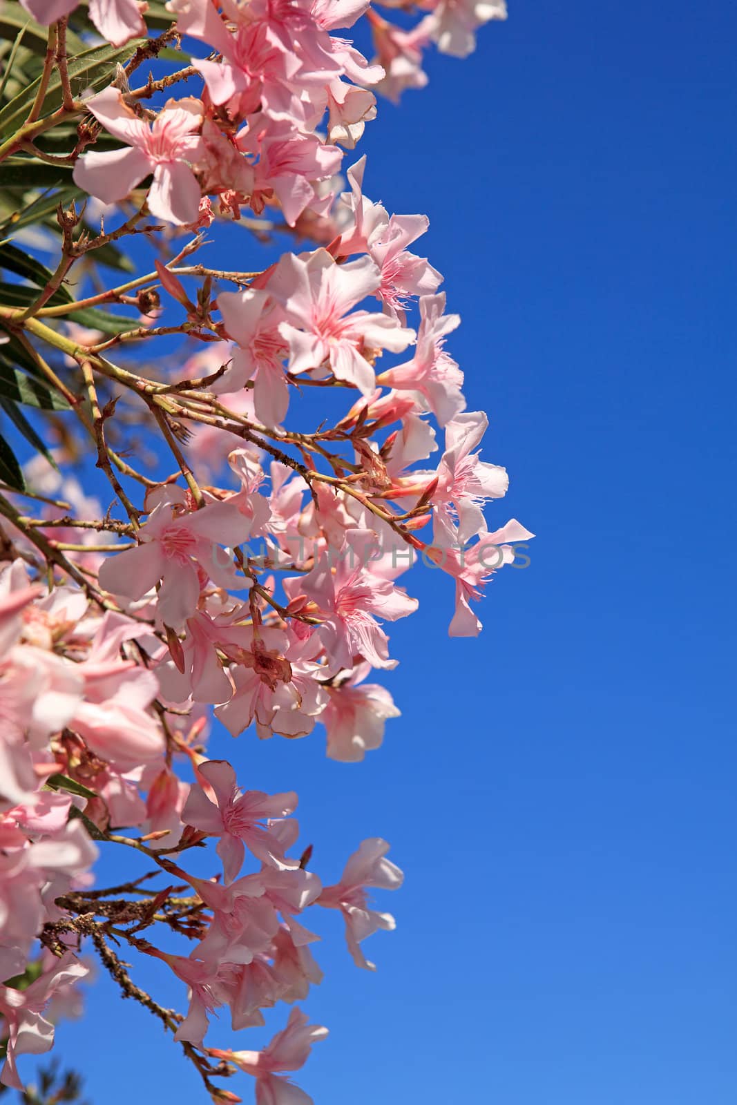 beautiful pink oleander flowers against blue sky
