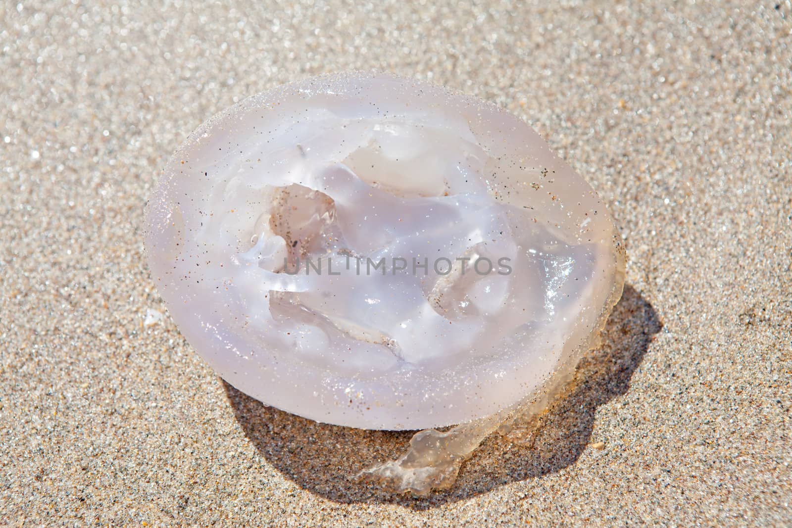 dead jellyfish in closeup on the beach