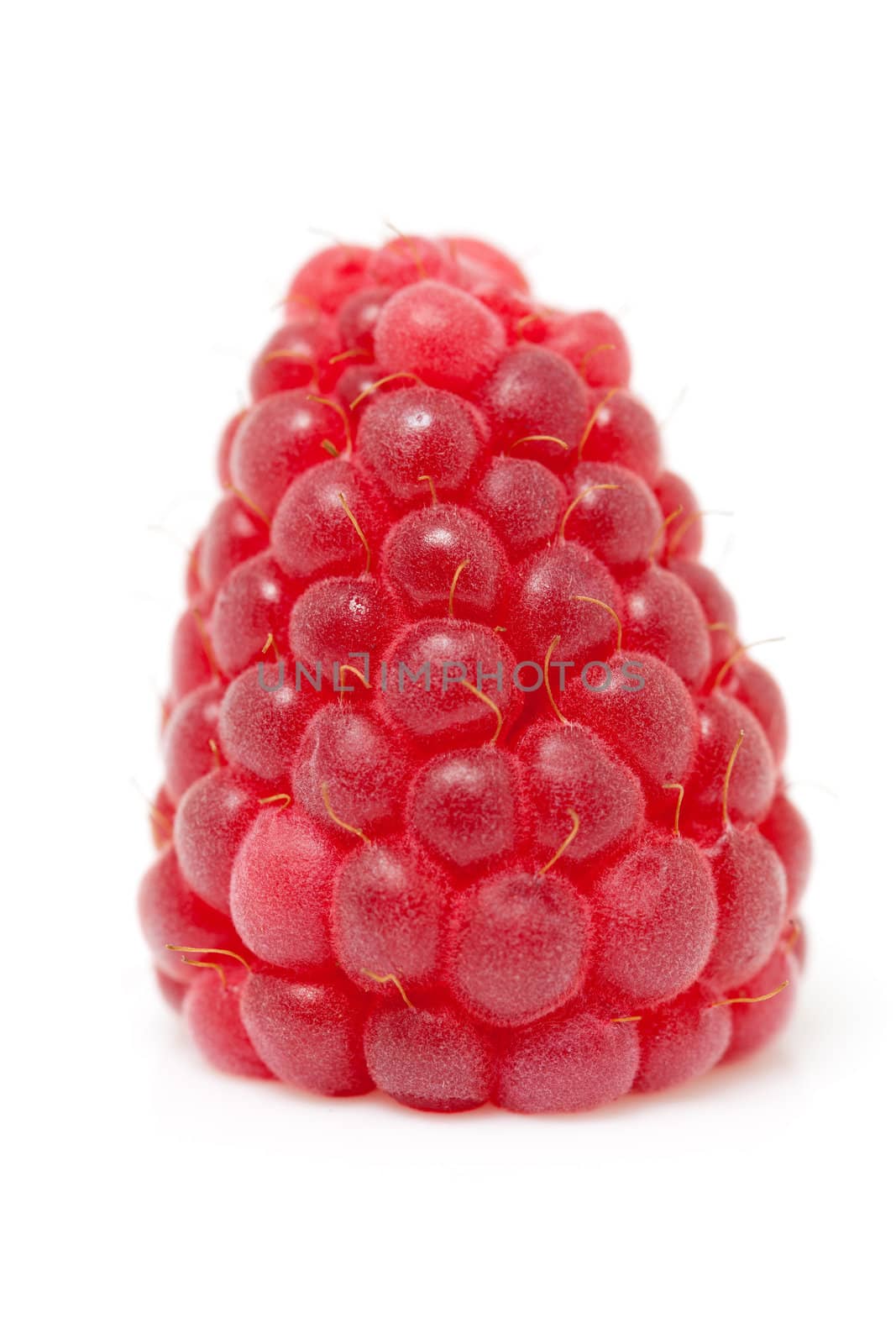 one raspberry in closeup isolated on white background