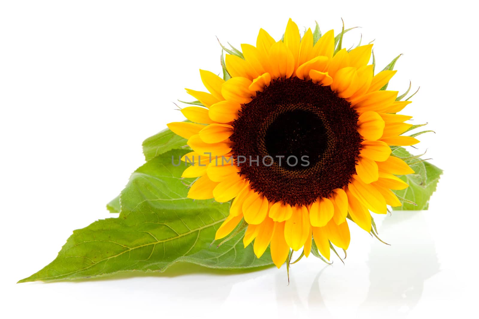 One beautiful sunflower in closeup isolated on white background