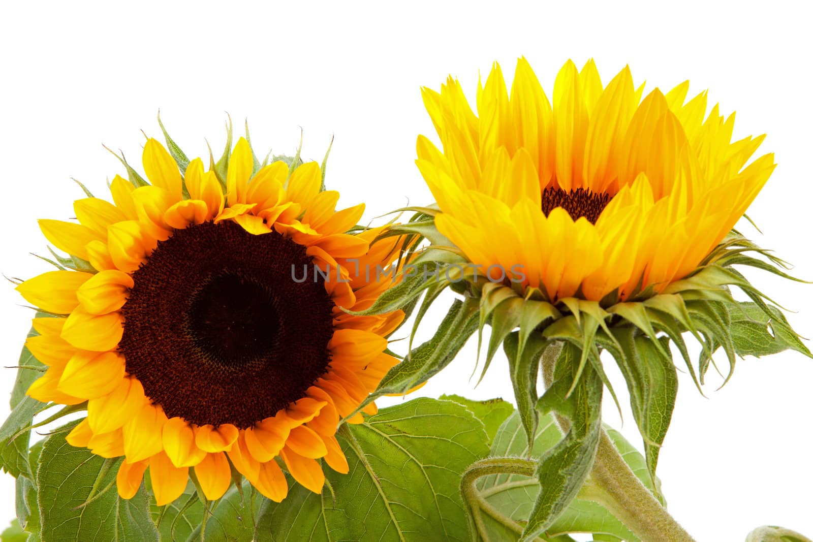 Two beautiful sunflowers in closeup isolated on white background