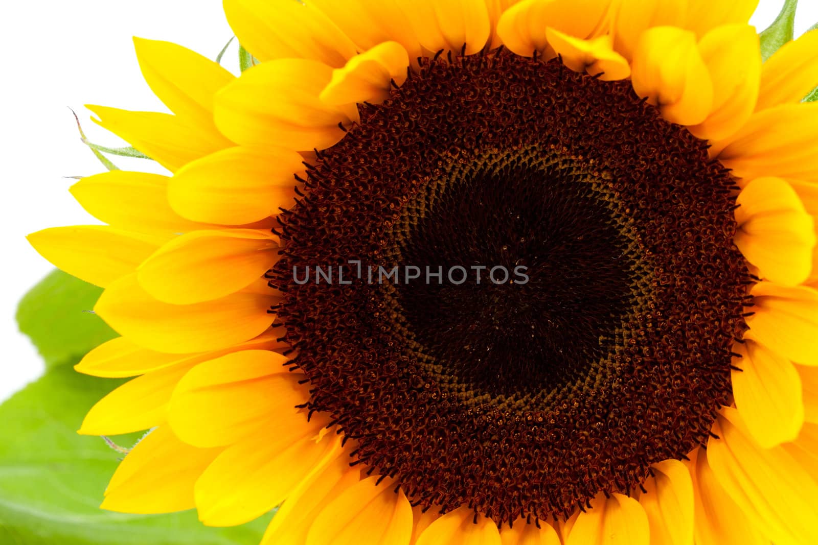One beautiful sunflower in closeup over white background
