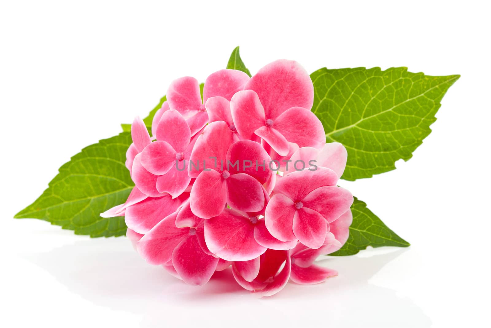 beautiful pink hydrangea flower isolated on white background