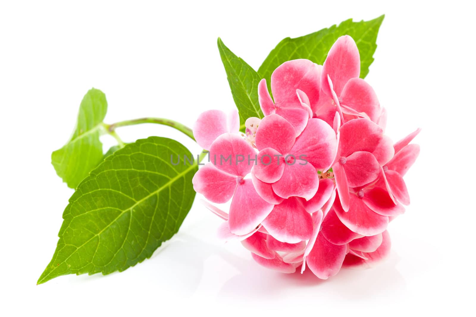 beautiful pink hydrangea flower isolated on white background