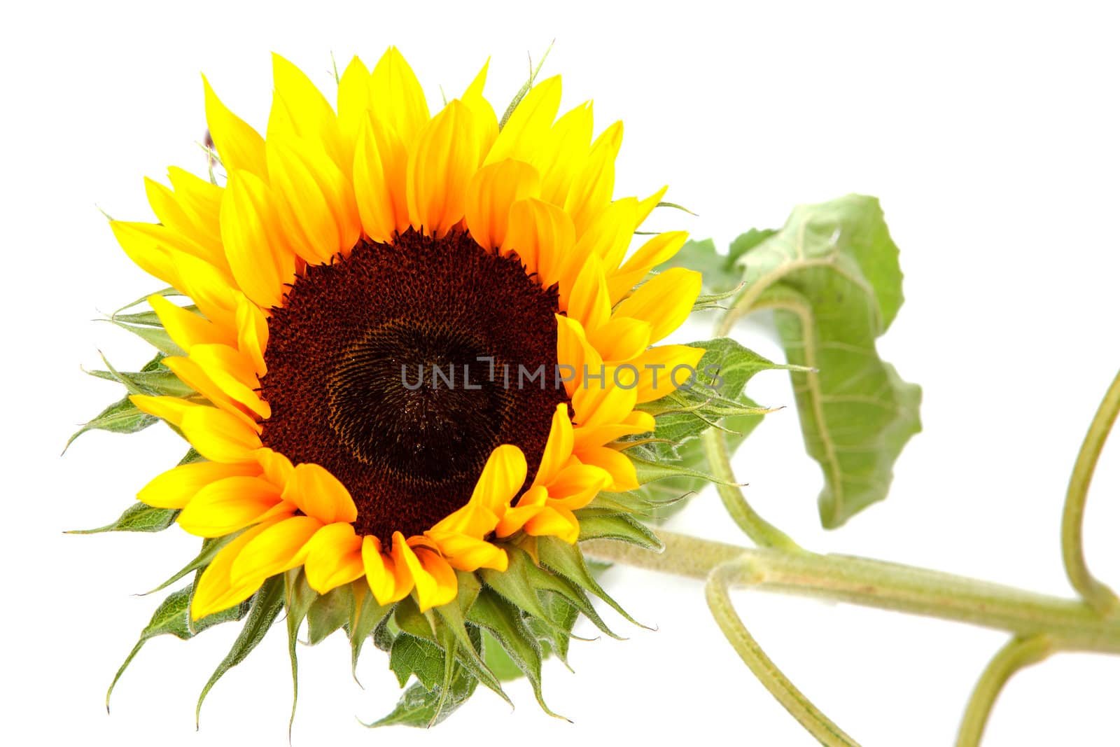 sunflower in closeup over white background