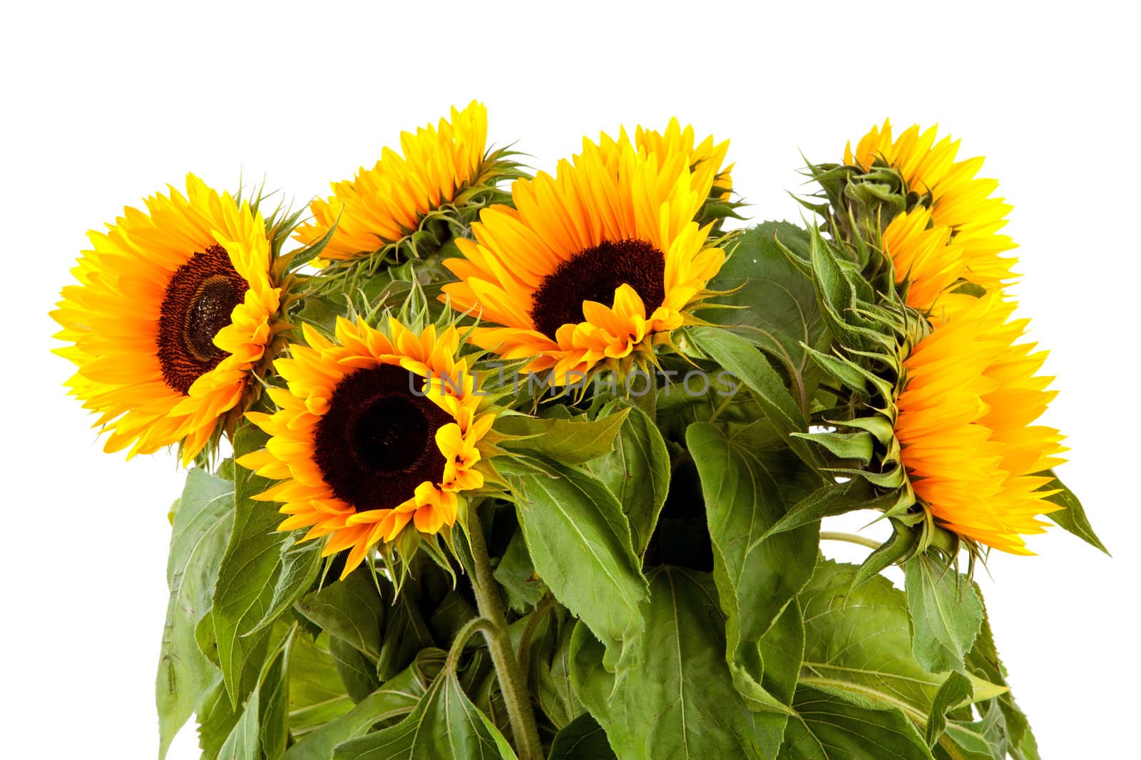 Bouquet of sunflowers over white background