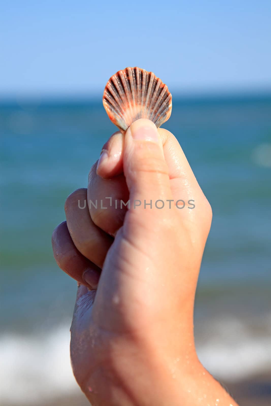 hand of a child is holding shell near the ocean