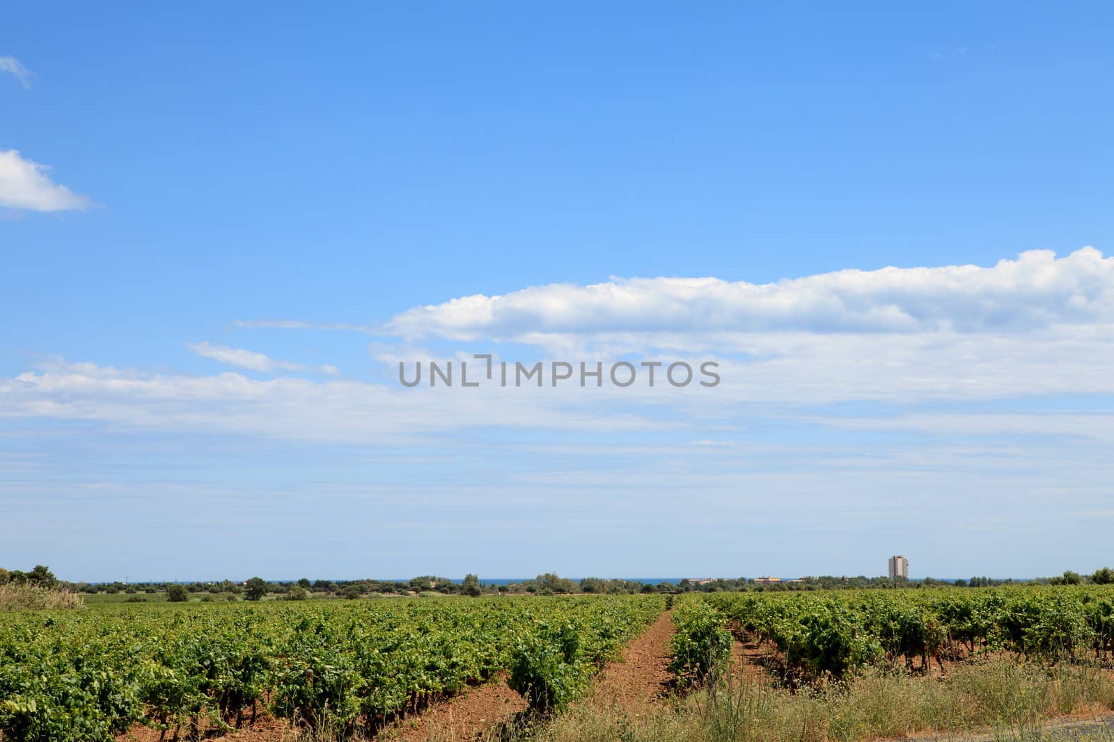 Vineyard with beautiful sky and clouds in the south of France
