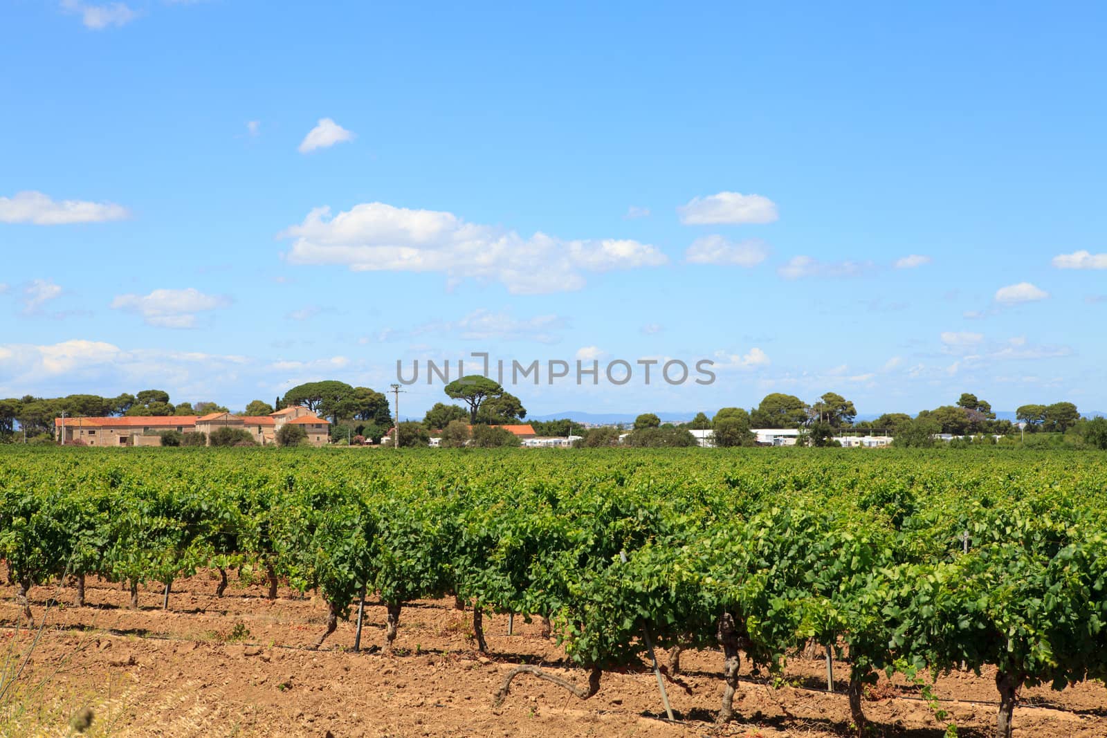 Vineyard with beautiful sky and clouds in the south of France