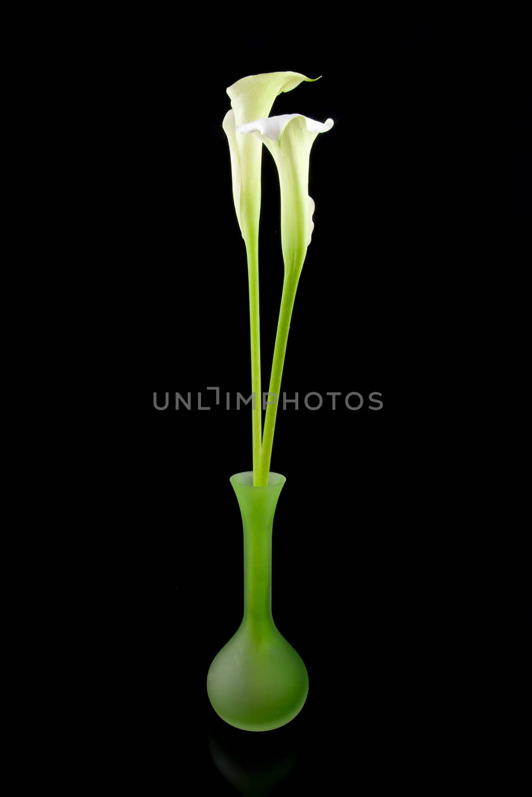 Beautiful white Calla lilies in green vase over black background