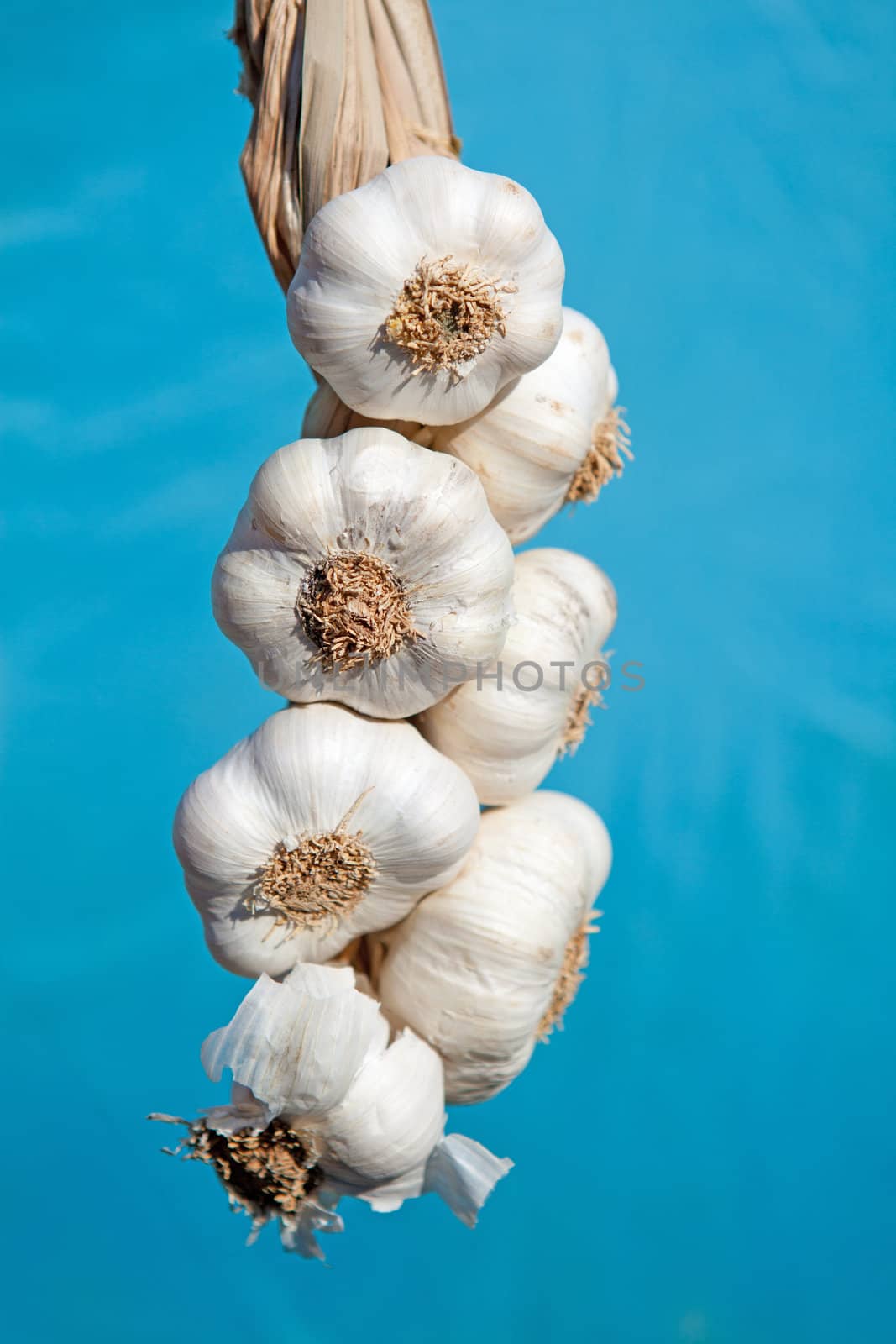 fresh garlic plait is hanging over blue background