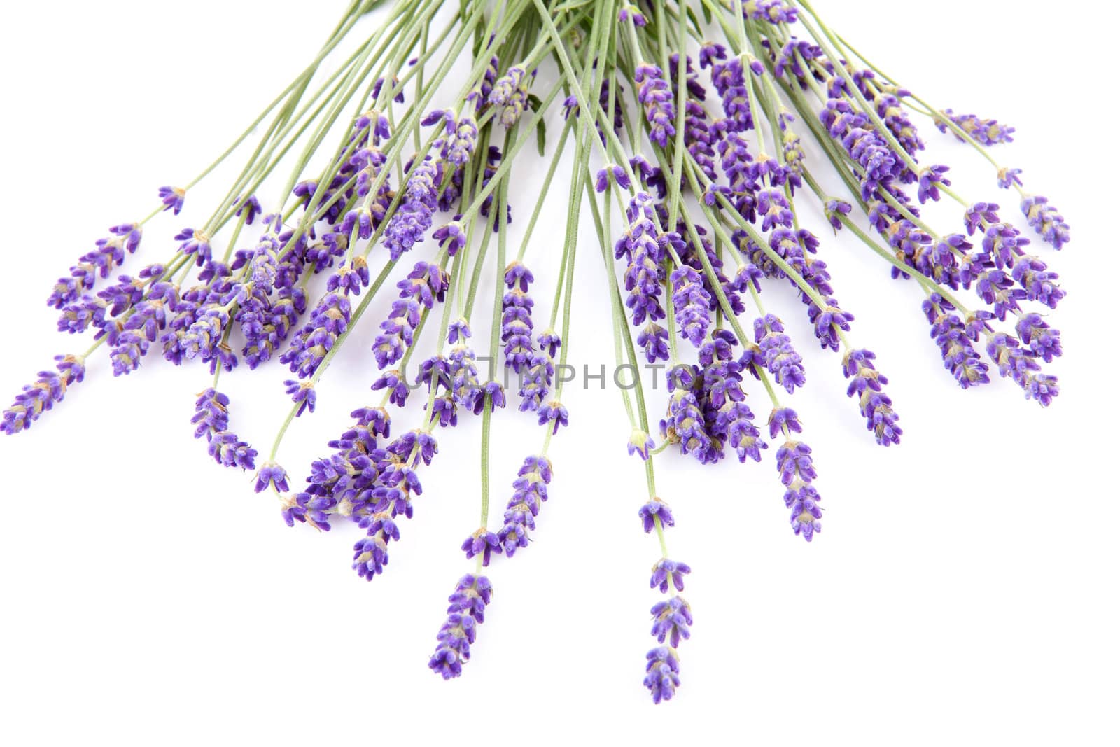 bouquet of lavender flowers over white background