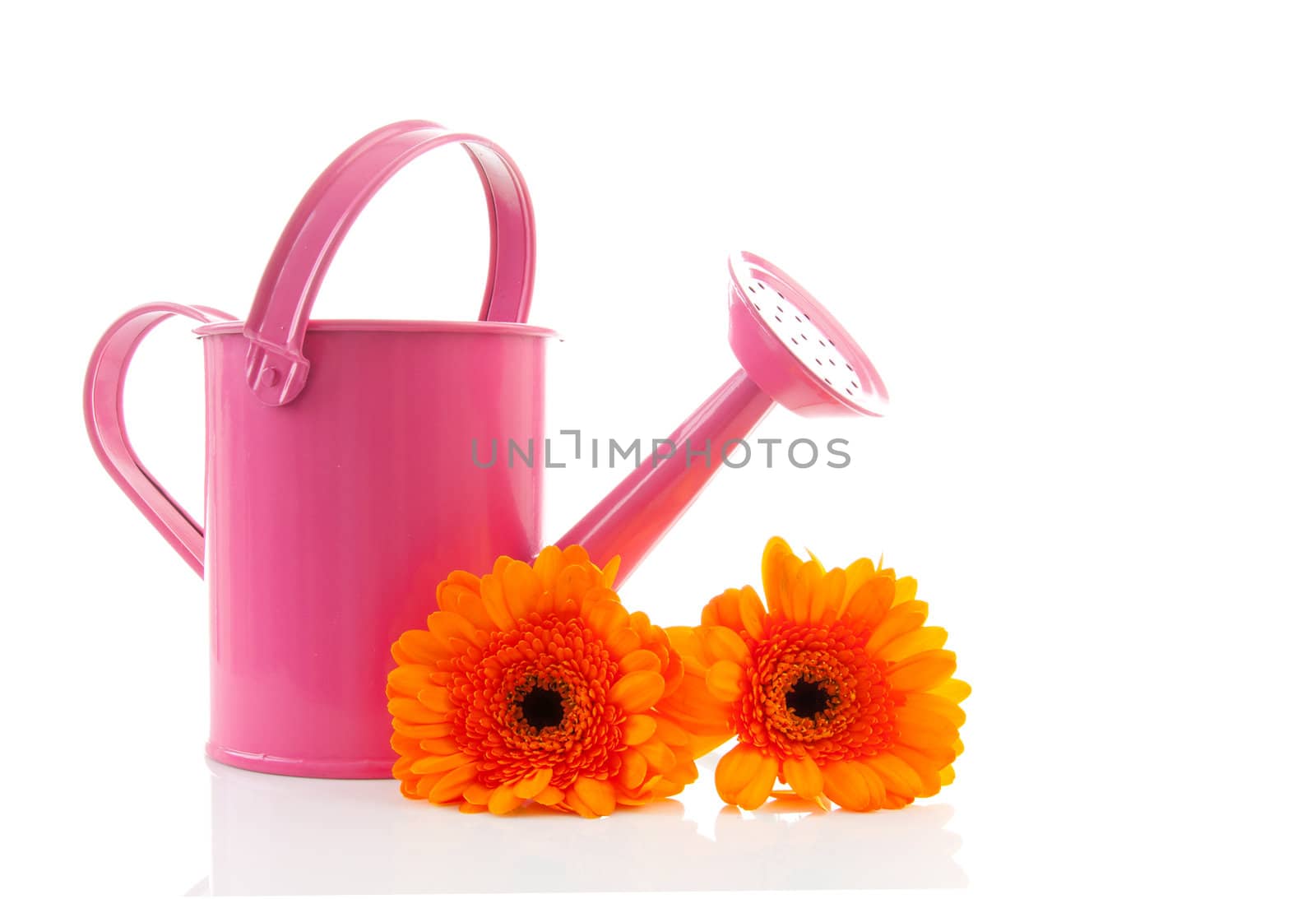Pink watering can and orange Gerber flowers over white background