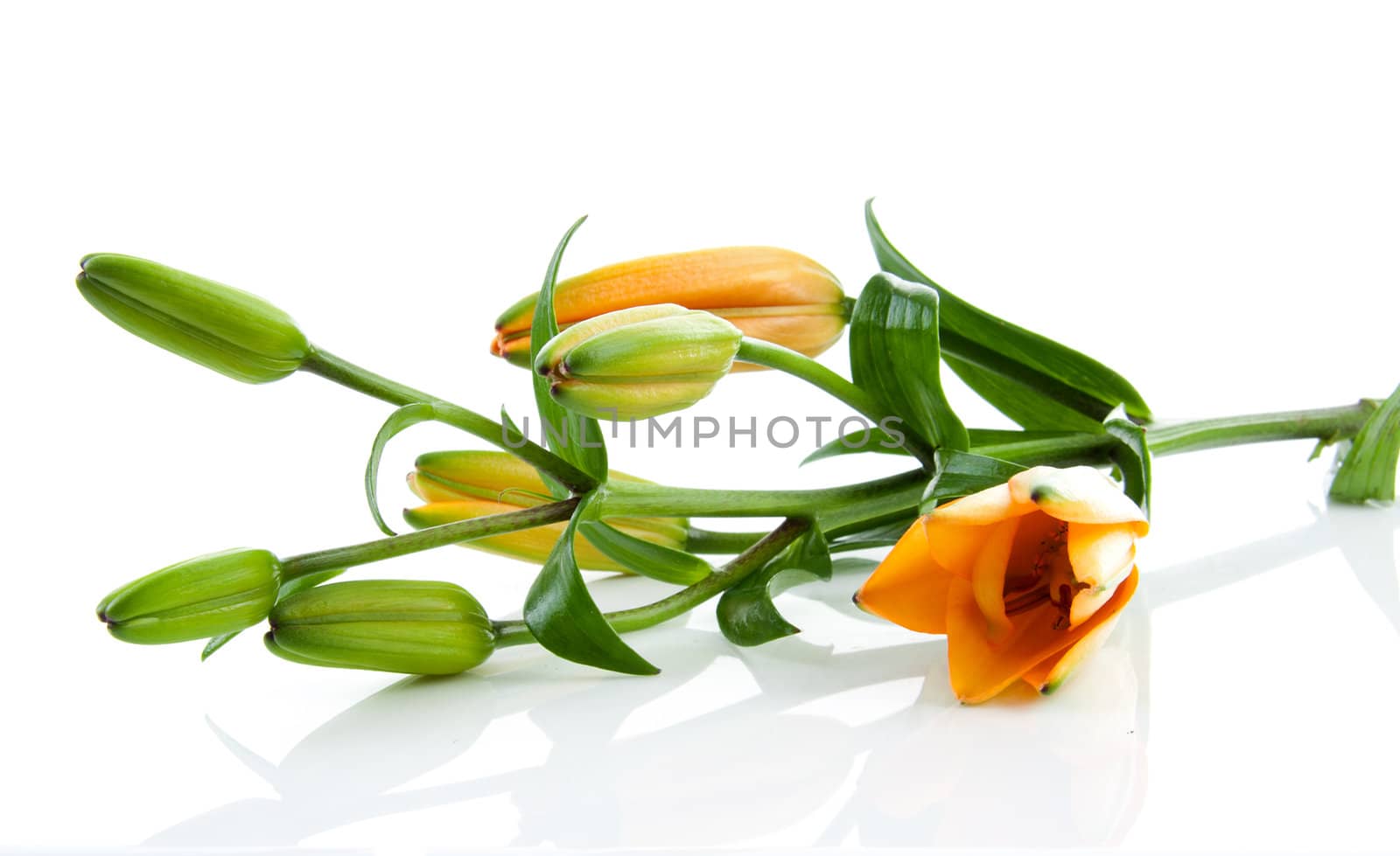 Twig of orange lily flowers over white background