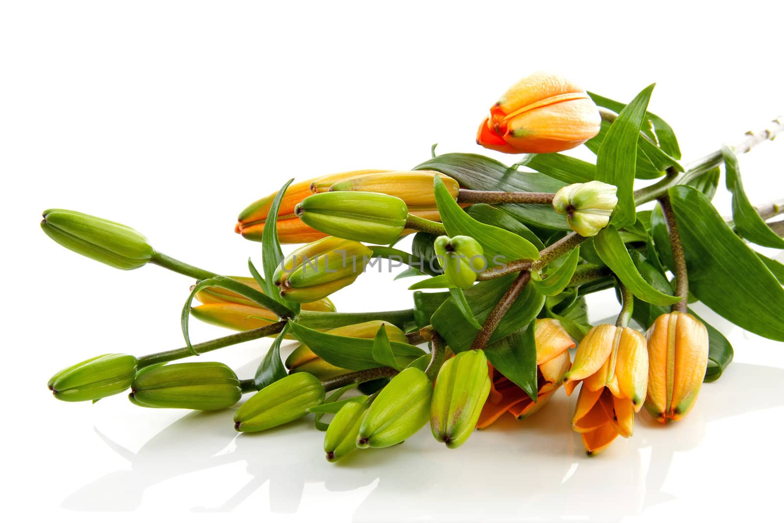 Twig of orange lily flowers over white background
