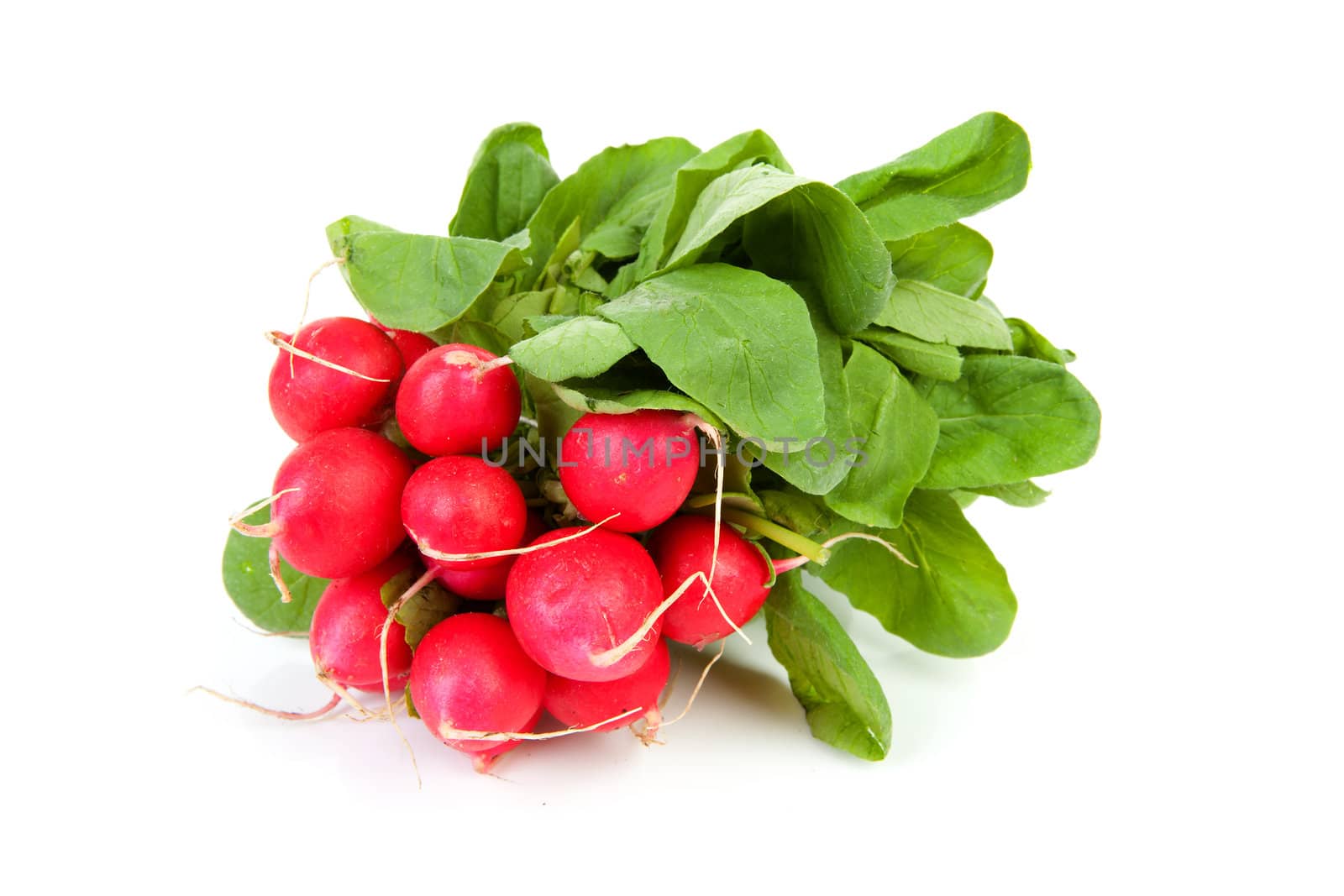 bunch of fresh radish over white background