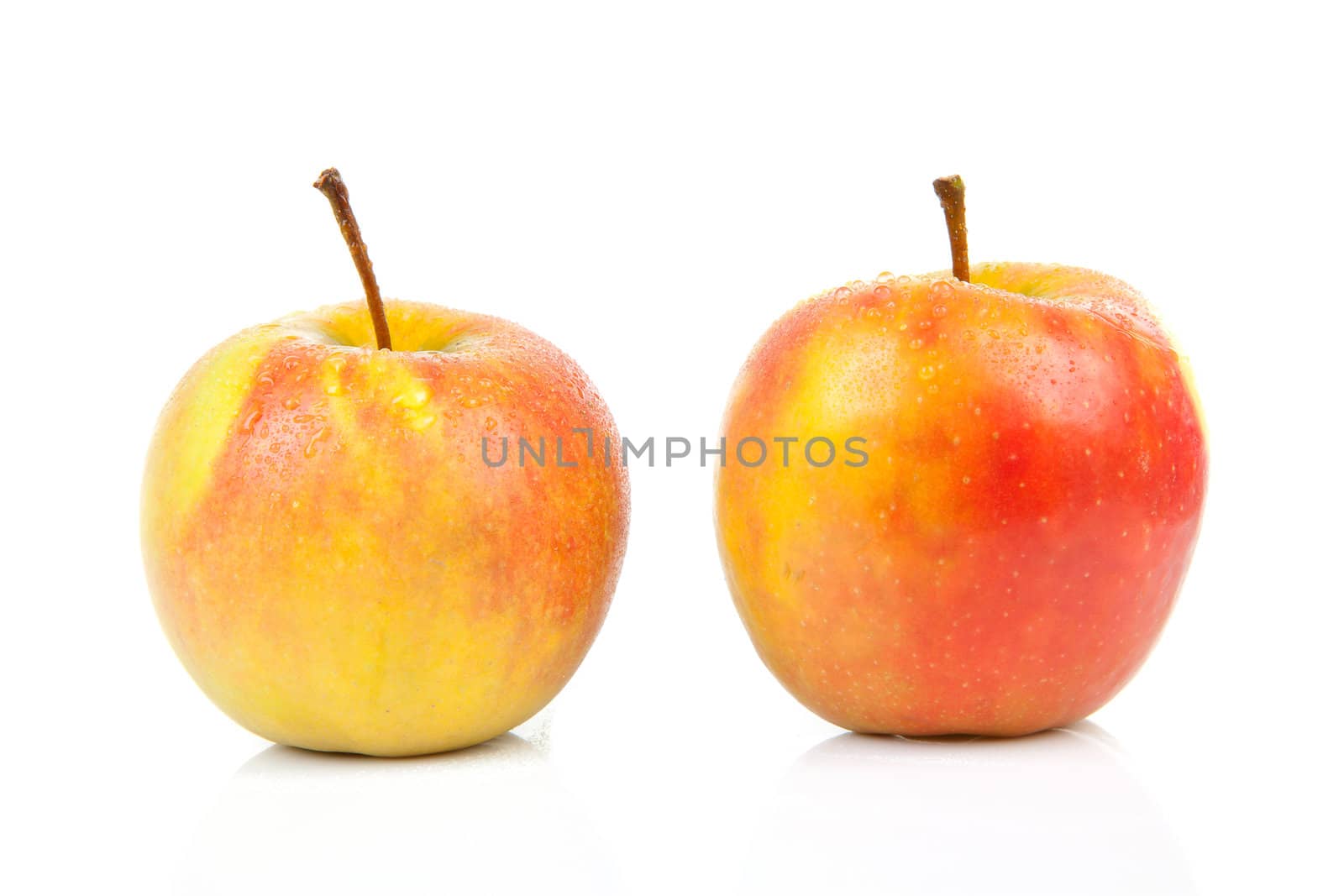 two juicy red with yellow apples with water drops isolated on white background