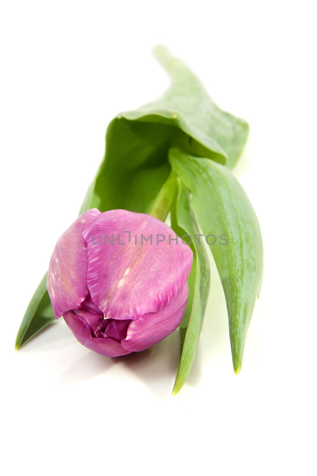 One purple tulip isolated on white background