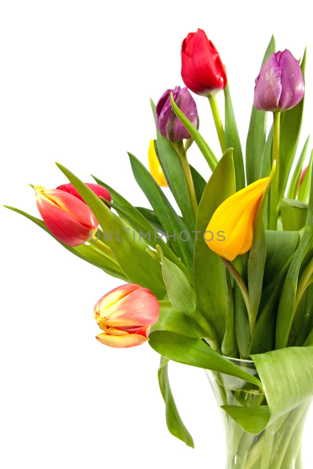 Bouquet of colorful tulips over white background