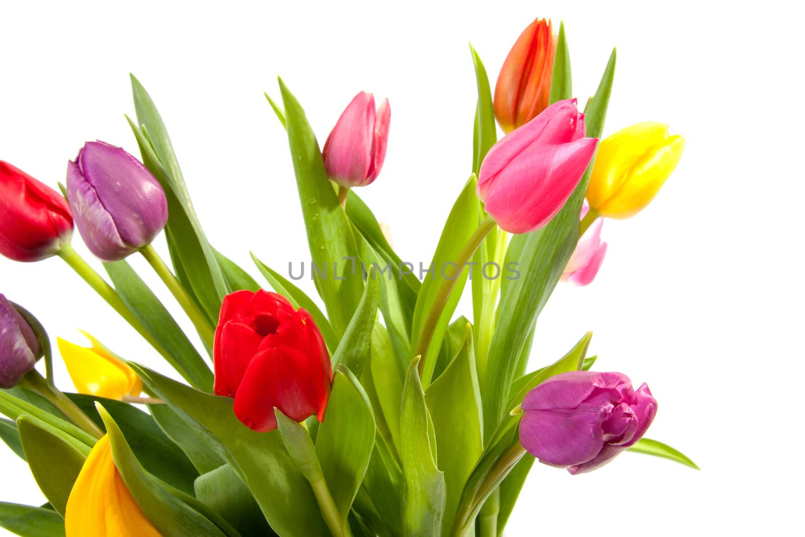 Bouquet of colorful tulips over white background